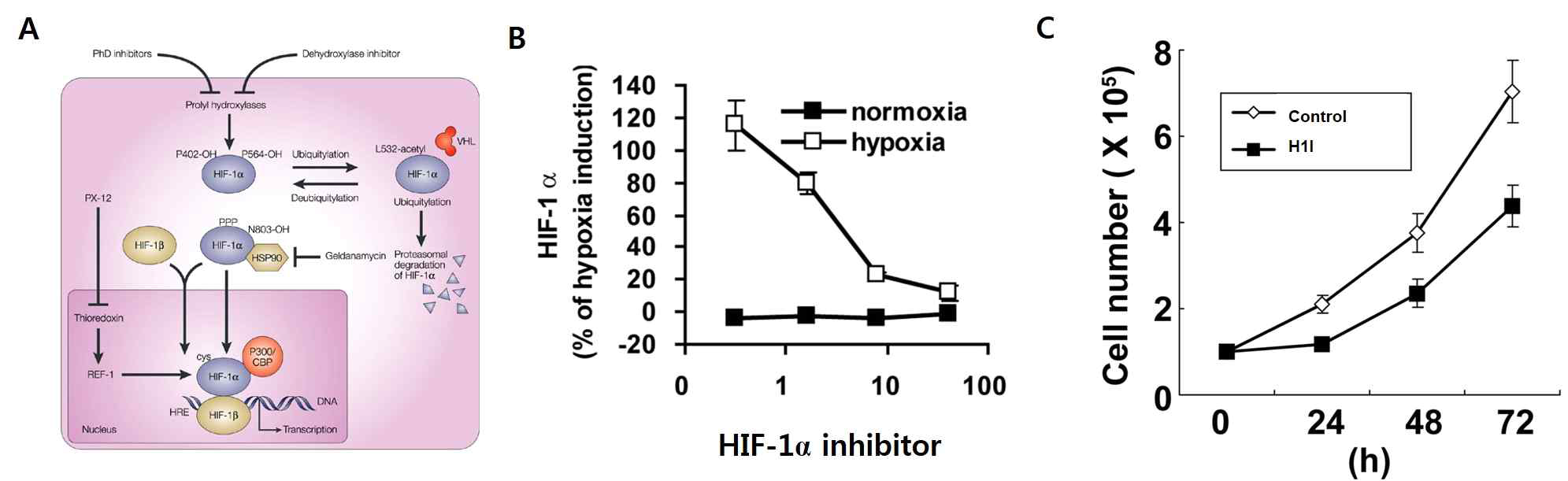 (A) HIF-1α inhibitors의 타겟이 될 여러 pathway들. (B) HIF-1α inhibitor 용량에 따른 HIF-1α 발현 테스트. (C) HIF-1α inhibitor (H1I) 처리군과 대조군의 세포 증식 비교 in vitro