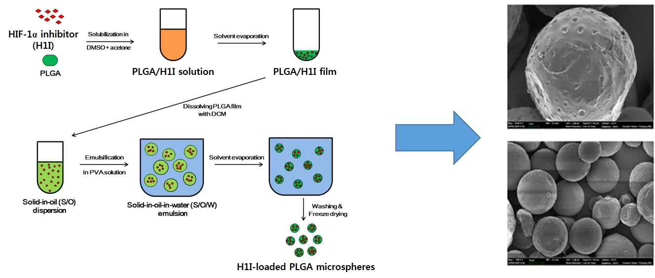 Modified oil-in-water 방식을 이용해서 HIF-1α inhibitor (H1I) 가 봉입된 생체적합성 PLGA 미세구를 제조하고, 이를 field emission-scanning electron micro-scope (FE-SEM) 로 관찰함