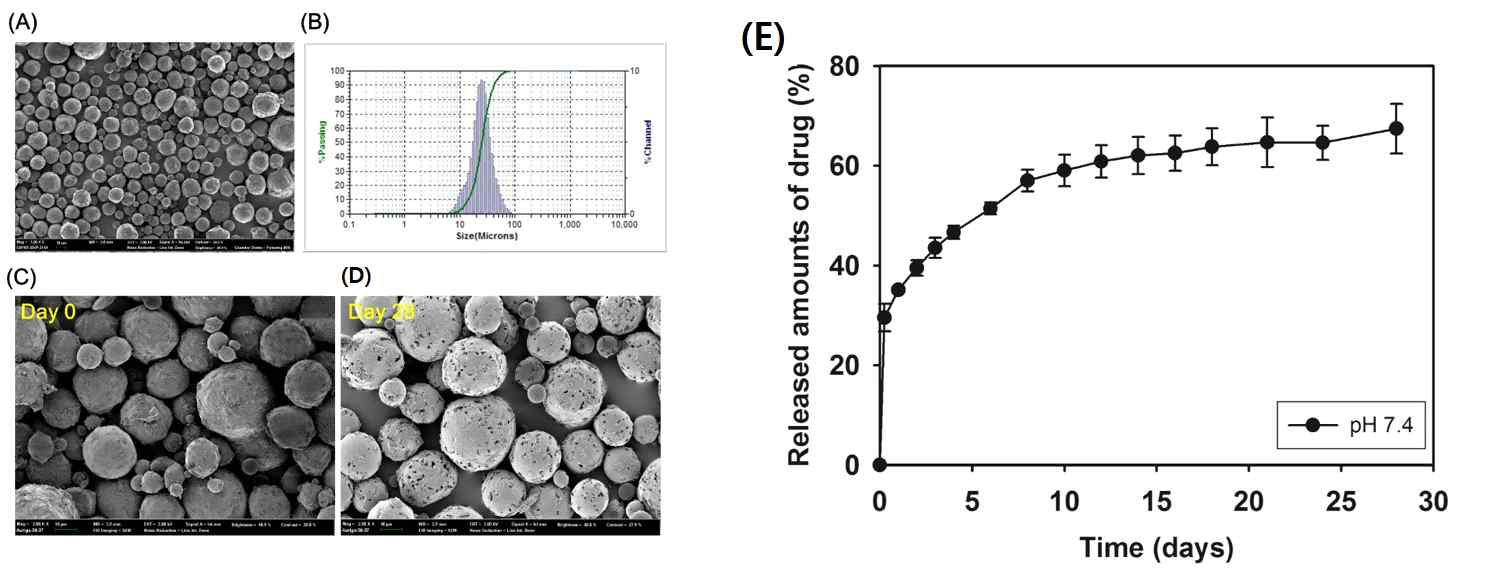 HIF-1α inhibitor-PLGA 미세구의 (A) 모양, (B) 크기 분포, (C)(D) 시간에 따른 분해 양, (D) 그리고 혈장에서의 약물 방출 속도 분석 in vitro
