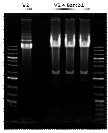 CRISPR/Cas9-L enti vector에 Bsmb1 제한효소를 처리. IL-6Ra 또는 gp130 gDNA를 클로닝하기위한 CRISPR/Cas9-L enti vector 확인