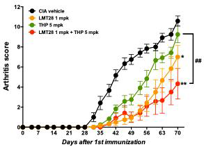 콜라젠 유도 관절염모델에서 LMT-28과 THP를 병용투여군에서 관절염의 억제효능. 2차 면역화와 동시에 군당 10마리씩 LMT-28 1 mg/kg, THP 5 mg/kg과 combination 1 + 5 mg/kg의 용량으로 주 6회 경구투여함. 1차면역화 후 3일마다 관절 염지수를 측정하였음. LMT-28과 THP의 combination군에서 CIA군(vehicle) 대비 염증완화 효과를 보임