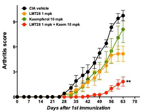 콜라젠 유도 관절염모델에서 LMT-28과 Kaem를 병용투여군 에서 관절염의 억제효능. 2차 면역화와 동시에 군당 10마리씩 LMT-28 1 mg/kg, Kaem 10 mg/kg과 combination 1 + 10 mg/kg의 용량으로 주 6회 경구투여함. 1차면역화 후 3일마다 관절염지수를 측정하였음. LMT-28과 Kaem의 combination 군에서 CIA군(vehicle) 대비 염증완화 효과를 보임