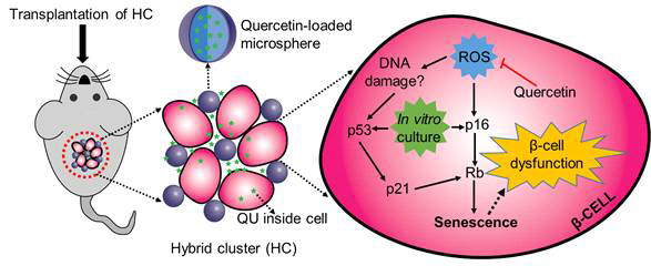 Illustration of the study. Quercetin released into the cellular microenvironment is internalized by the cells. Once inside the cell, quercetin scavenges ROS, inhibits the cellular senescence cascades, and protects β-cell function