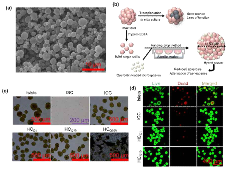 Preparation of hybrid clusters (HC) and assessment of viability. (a) SEM image of QU-loaded PLGA microspheres (QUM). Magnification: 3000×; scale bar: 10 μm. (b) Method to prepare the HC comprising QUM and islet single cells (ISC). Intact PI were trypsin-dissociated into islet single cells, suspended with QUM, and seeded to prepare the HC using hanging drop technique. (c) Optical images of PI, ISC, islet cell clusters (ICC), and HC with various molar concentrations of QUM. Magnification: 100×; scale bar (except ISC): 500 μm, scale bar (ISC): 200 μm. HCQ1, HCQ10, and HCQ100 indicate hybrid clusters containing 1, 10, and 100 μM of QUM, respectively. (d) Live/dead imaging of the HC using calcein-AM/propidium iodide. Red fluorescence indicates dead cells at the core. Magnification: 100×; scale bar: 400 μm