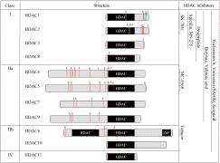 HDAC 아형과 HDAC 억제제의 HDAC 억제 범위. Pharmacol Ther 2014