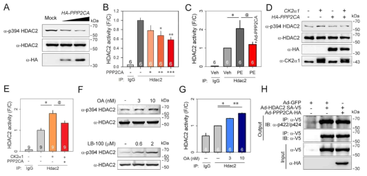 PPP2CA는 HDAC2의 phosphatase로 작용함