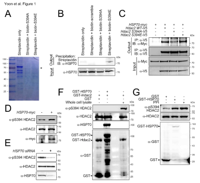 HSP70 specifically binds to S394-phosphorylated HDAC2 for the maintenance of HDAC2 S394 phosphorylation