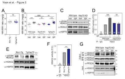 Phenotypes of transgenic overexpression and knockout of HSP70