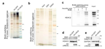 HDAC2 underwent S-NOylation in response nNOS