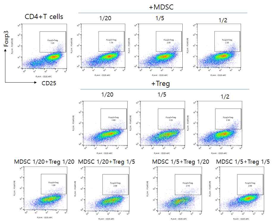 MDSC,Treg에 의한 면역 조절 T세포 활성 조절능