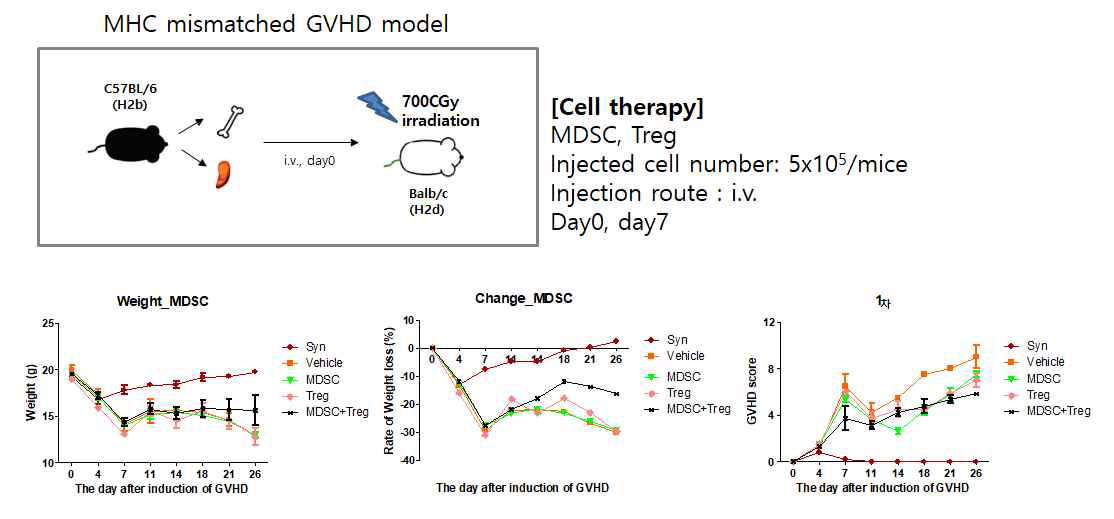 MDSC, Treg 세포의 병용투여에 의한 GVHD 억제 효능(1차 실험결과)