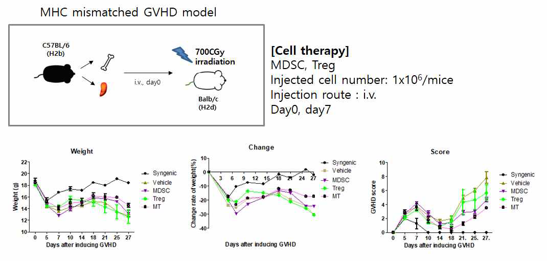 MDSC, Treg 세포의 병용투여에 의한 GVHD 억제 효능(2차 실험결과)