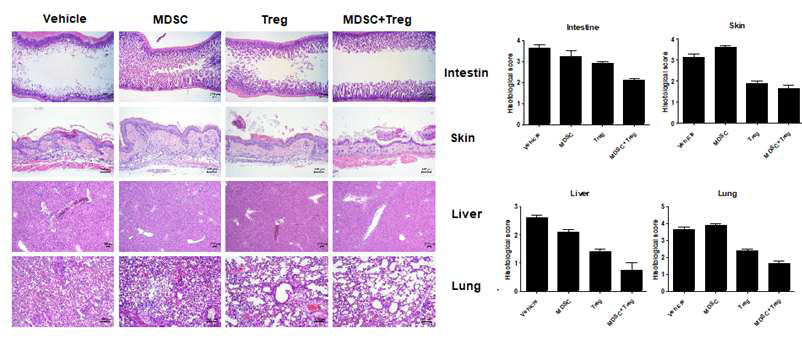 MDSC, Treg 세포의 병용투여에 의한 타킷조직손상 억제효능(2차 실험결과)