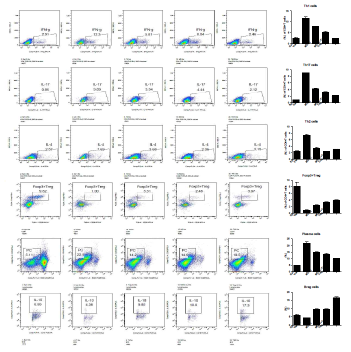 MDSC, Treg 세포의 병용투여에 의한 면역T/B세포 분석(2차 실험결과)