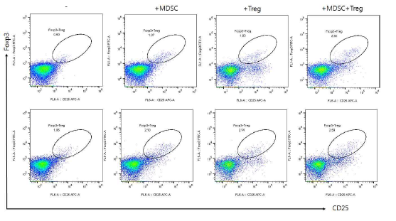 human MDSC,Treg 병합에 의한 Treg 분화 유도능