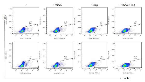 human MDSC,Treg 병합에 의한 Th17 분화 억제효능