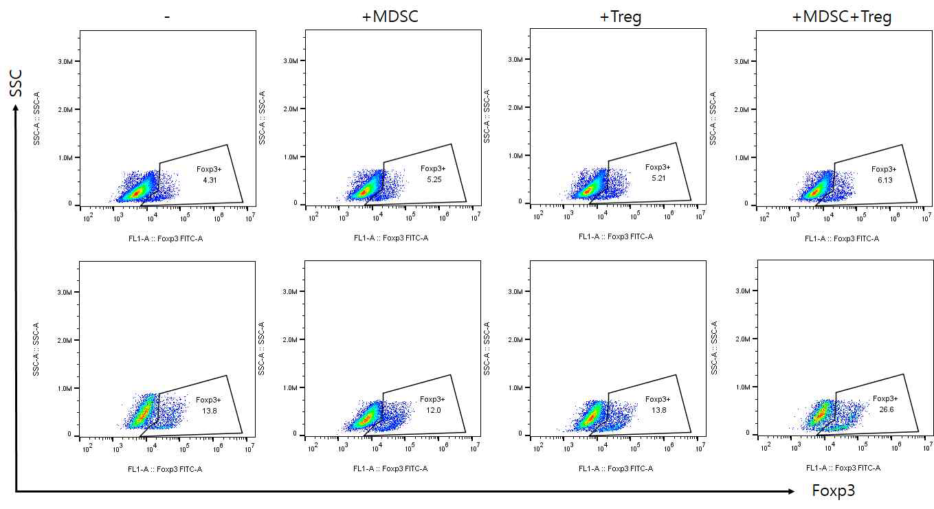 human MDSC,Treg 병합에 의한 이식환자의 Treg세포 분화능 유도