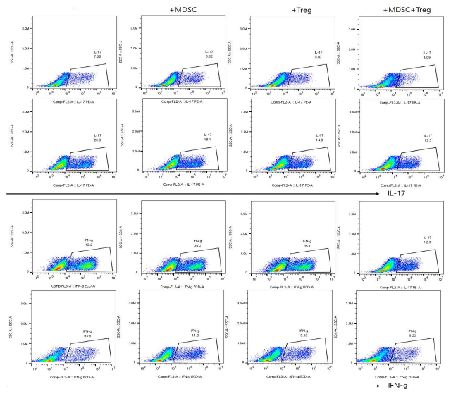 human MDSC,Treg 병합에 의한 이식환자의 병인성 Th1,Th17세포 억제효능