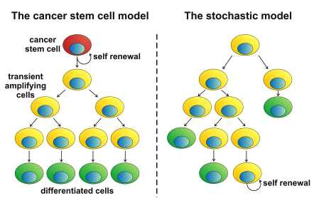 Stochastic model와 Hierarchial model (eurostemcell.org)