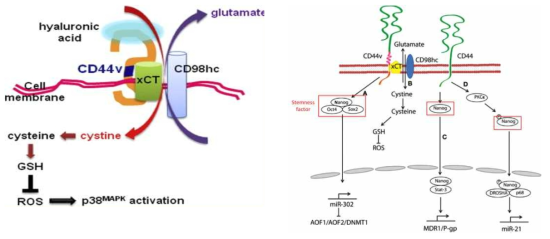 CD44에 의한 대사조절