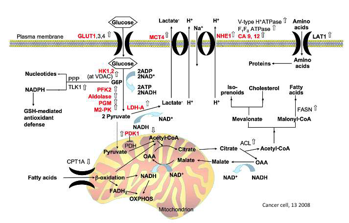 Metabolic Reprogramming in cancer cells