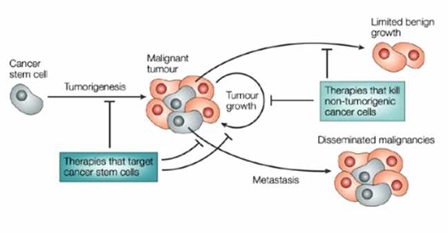 Cancer stem cell Therapy (Nature Reviews Cancer 3, 895-902)