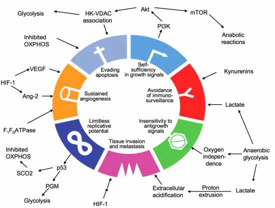 The seven hallmarks of cancer and their to tumor metabolism (Cell, 2008)