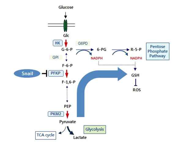 cancer metabolism and metastasis