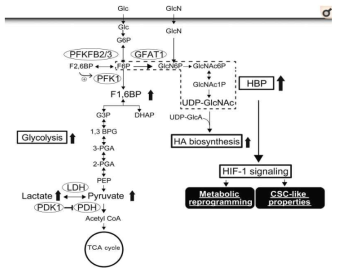 HA과생산을 의해 야기되어지는 대사 재프로그래밍 모델