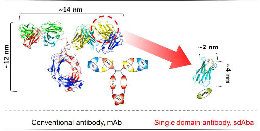 기존 항체와 단일도메인항체의 구조적 차이 모식도