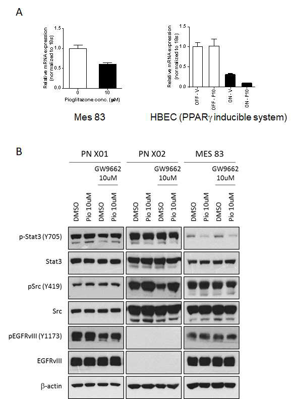 Mesenchymal GBM에서 PPARγ 표적인자 확인 리간드 pioglitazone에 의해 PPARγ를 활성시켰을 때 Mesenchymal 바이오마커인 ALDH1A3 발현 확인(A). Proneural X01, X02 그리고 Mesenchymal 83 세포주에서 pioglitazone에 의해 PPARγ를 활성 하였을 때 EGFRvIII, Src, Stat3의 인산화에 의한 활성을 확인(B)