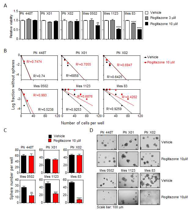 PPARγ 활성에 의한 self-renewal capacity 저해 각 교모 세포종 아형 세포주들에서 PPARγ 활성에 따른 cell viability(A)와 암 줄기 세포능(B-D) 변화를 조사하였음. (A) 3종류의 Proneural-type 세포주(X01, X02, 448T)와 2 종류의 Mesenchymal-type 세포주 ( 0502 , 83 , 1123 ) 에서 PPARg agonist인 pioglitazone 에 의한 cell viability를 측정하기 위하여 MTS assay를 수행한 결과임. (B) 암 줄기 세포능 평가를 위해 Proneural -type 세포주(X01, X02)와 Mesenchymal-type 세포주 (83,1123)에서 pioglitazone 처리에 따라 limited-dilution assay를 수행하였음. (C,D) 암줄기 세포능 평가 실험과 동일한 조건에서 sphere formation 을 측정하였음. (통계 분석: t-test)