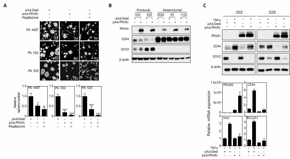 핵수용체 PPARγ의 과발현에 의한 PMT 조절 및 줄기세포능 평가 Adenovirus 시스템을 활용하여 핵수용체 PPARγ를 교모세포종 세포주에 과발현 시킨후 줄기세포능과 PMT 조절을 확인하였음. (A) Proneural 448T, X02, 그리고 528 세포주에 핵수용체 PPARγ를 과 발현 후 pioglitazone 처리 유무에 따른 줄기 세포능 평가. (B) PPARγ 과발현에 따른 Proneural marker SOX2와 Mesenchymal marker인 CD44 발현 확인 조사. (C) TNFα 처리에 의한 PMT 모델에서 핵수용체 PPARγ 과발현/활성에 따른 PMT 저해