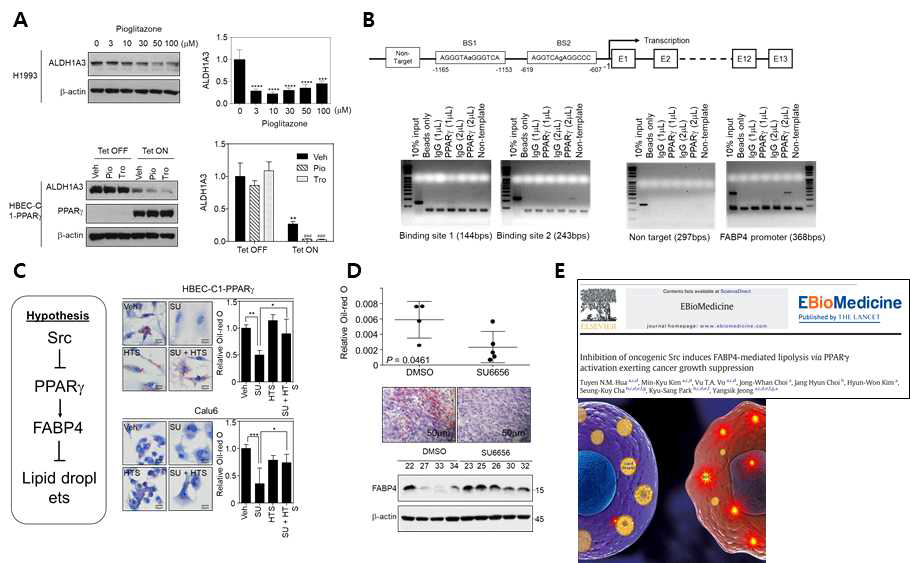 세포내 지방 조절에 대한 Src-PPARγ-ALDH1A3 and FABP4 축 핵수용체 PPARγ의 upstream과 downstream 조절 인자를 확인하였음. (A) 핵수용체 PPARγ 활성에 의한 ALDH1A3 발현 억제 평가. (B) ALDH1A3 promoter in silico 분석. Nubiscan을 이용하여 ALDH1A promoter sequence에 잠재적인 핵수용체 PPARγ binding site 조사 및 Chip-PCR을 통해 BS2에 PPARγ binding 확인. (C,D) 핵수용체 PPARγdownstream FABP4 확인. FABP4 억제제를 이용한 세포내 지방 축적 확인. (E) 연구 결과 표지 선정