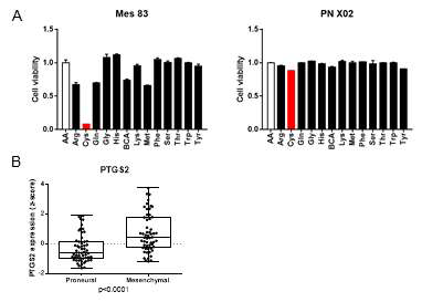 교모세포종 아형에 따른 아미노산 민감성 및 Ferroptosis 관련성 조사 (A) 개별 아미노산 배제 배양 조건에서 Mes83과 PN X02의 세포 성장 반응 측정. (B) PN과 Mes 교모세포종에서 Ferroptosis marker PTGS2 발현 확인. TCGA GBM database에서 PN vs. Mes GBM의 PTGS2 mRNA 발현 조사