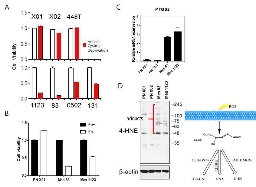 Mesenchymal-type 교모세포종 세포주들의 Iron addiction과 Ferroptosis 민감성 Proneural (X01, x02, 448T)과 Mesenchymal (1123, 83, 0502, 131) 교모세포종의 세포 성장 및 lipid peroxidation 평가. (A) cystine 배제 조건에서 세포 성장 평가 (B) Iron 배제 조건에서 세포 성장 민감도 평가 (C) Ferroptosis 관련 중요한 바이오마커 효소인 Prostaglandin-Endoperoxide Synthase 2(PTGS2) 발현 조사 (D) 세포내 Basal 4HNE adducts 생성 조사 (왼쪽) 및 발생에 대한 생화학적 도식(오른쪽). 4HNE; 4-hydroxyl-2-nonenal