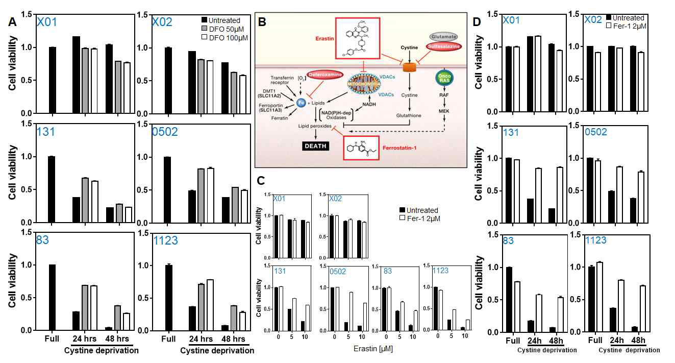 Mesenchymal-type 교모세포종의 Ferroptotic 세포 사멸 Proneural(X01, x02, 448T)과 Mesenchymal(1123, 83, 0502, 131) 교모세포종의 Ferroptotic 세포 사멸 평가. (A) Cystine 배제 조건에서 iron-chelator인 deferoxamine에 의한 Mesenchymal-type 특이적 세포 사멸 rescue (B) Ferroptotic 세포사멸 기전과 관련 저해 약물 표시 (C) Erastin에 의해 유도된 Mesenchymal-type 특이적 Ferroptosis가 저해제인 ferrostatin-1 처리에 의한 rescue (D) Cystine 베제조건에 의해 유도된 Mesenchymal-type 특이적 Ferroptosis가 저해제인 ferrostatin-1 처리에 의한 rescue