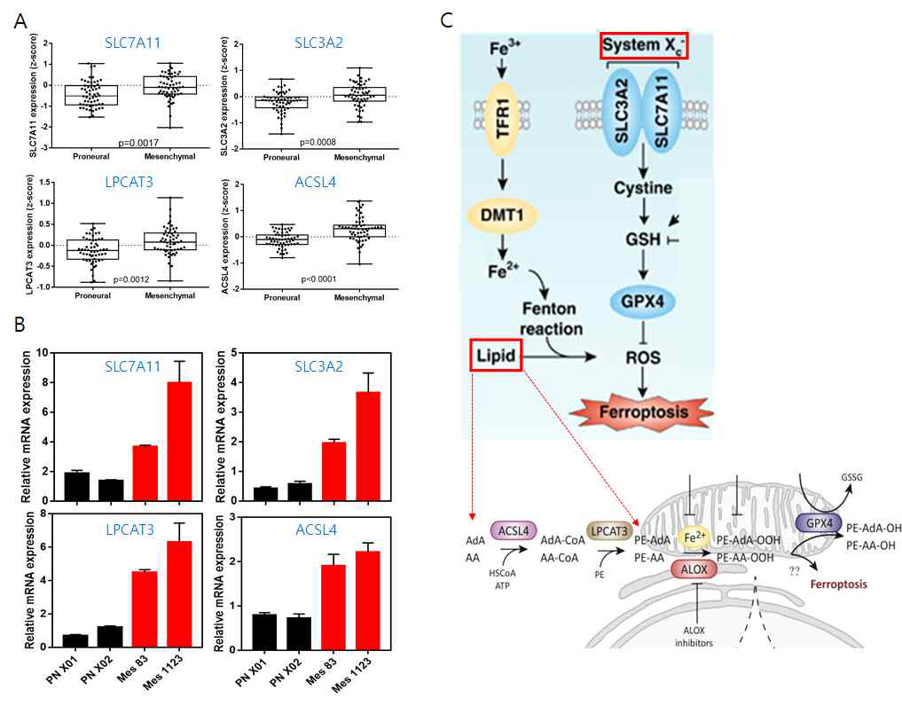 교모세포종에서 Ferroptosis 관련 유전자 발현 TCGA database(A) 또는 세포주 (B)에서 Ferroptosis에 중요한 유전자 발현을 Proneural과 Mesenchymal에서 비교 (C) Ferroptosis 기전과 관련 중요 유전자 표시