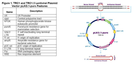 shRNA Lentiviral 플라스미드 벡터의 구조