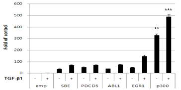p300 과발현에 의한 TGF-β 매개 프로모터 활성 증가