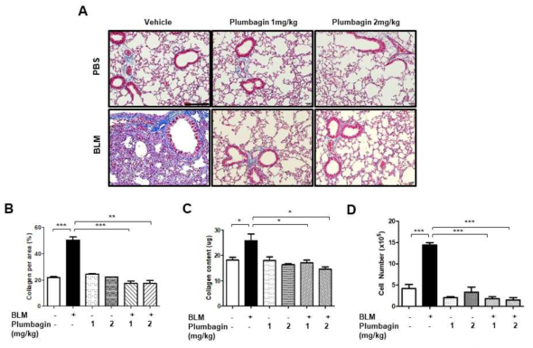 leomycin 폐섬유화 마우스모델에서 Plumbagin의 기능성 평가 (A) 마우스 폐조직에서의 Masson´s Trichrome 염색 (MTS) (B) MTS 염색의 이미지 정량 (C) Sircol assay에 의한 soluble collagen 정량 (D) 마우스 BAL fluid에서의 염증세포의 계수