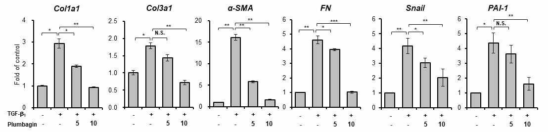 Fibroblast에서 Plumbagin에 의한 TGF-β 타겟유전자 조절 확인