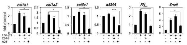 Fibroblast에서 A25의 TGF-β 타겟유전자에 미치는 영향 확인