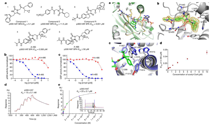 A-485 potently inhibits p300/CBP in vitro