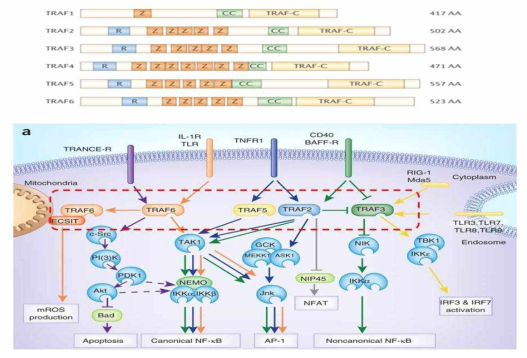 TRAF 페밀리의 종류와 면역반응 신호전달에서의 그들의 역할