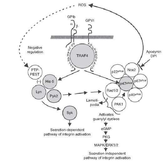 혈소판 수용체 (GPIb와 GPVI) 신호 전달에서 TRAF4 작용 및 TRAF4의 ROS형성에서의 역할