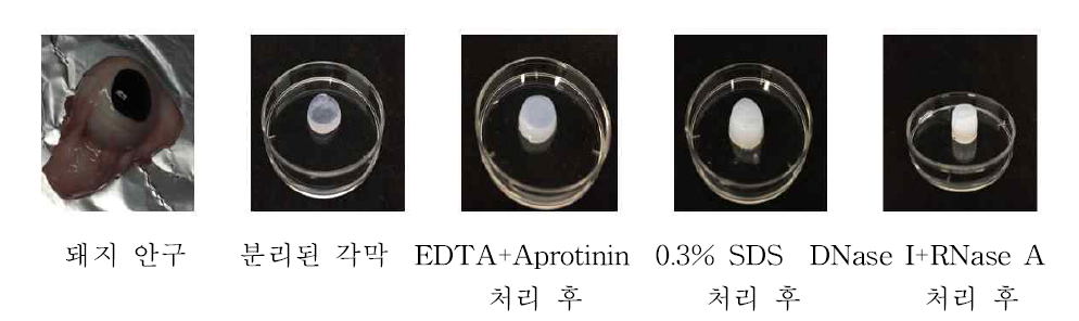 0.3% SDS를 이용한 탈세포화 과정