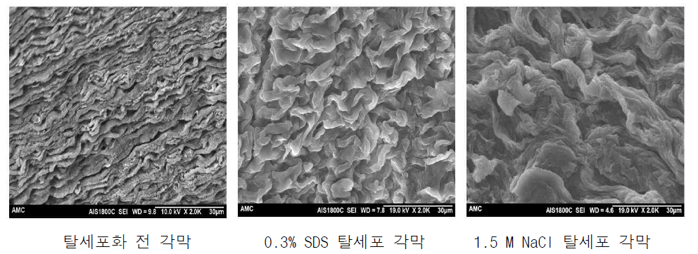 탈세포한 각막의 SEM 사진