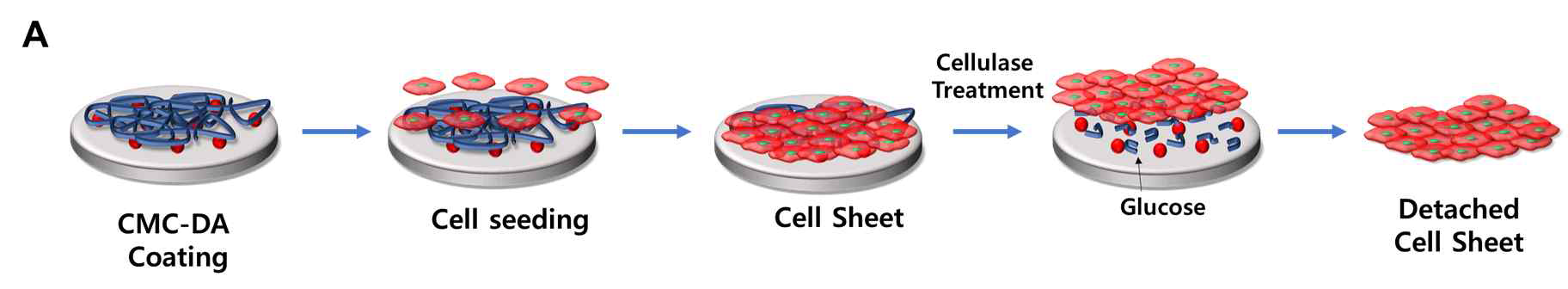 CMC-DA를 이용한 세포 시트 형성법