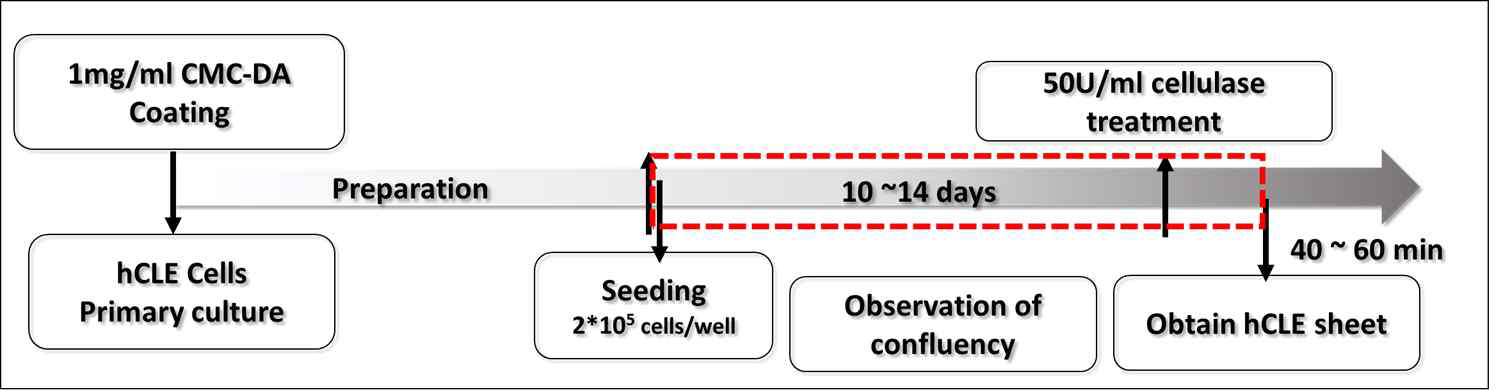 CMC-DA를 이용한 세포 시트 형성 과정